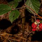 Herbstspaziergang