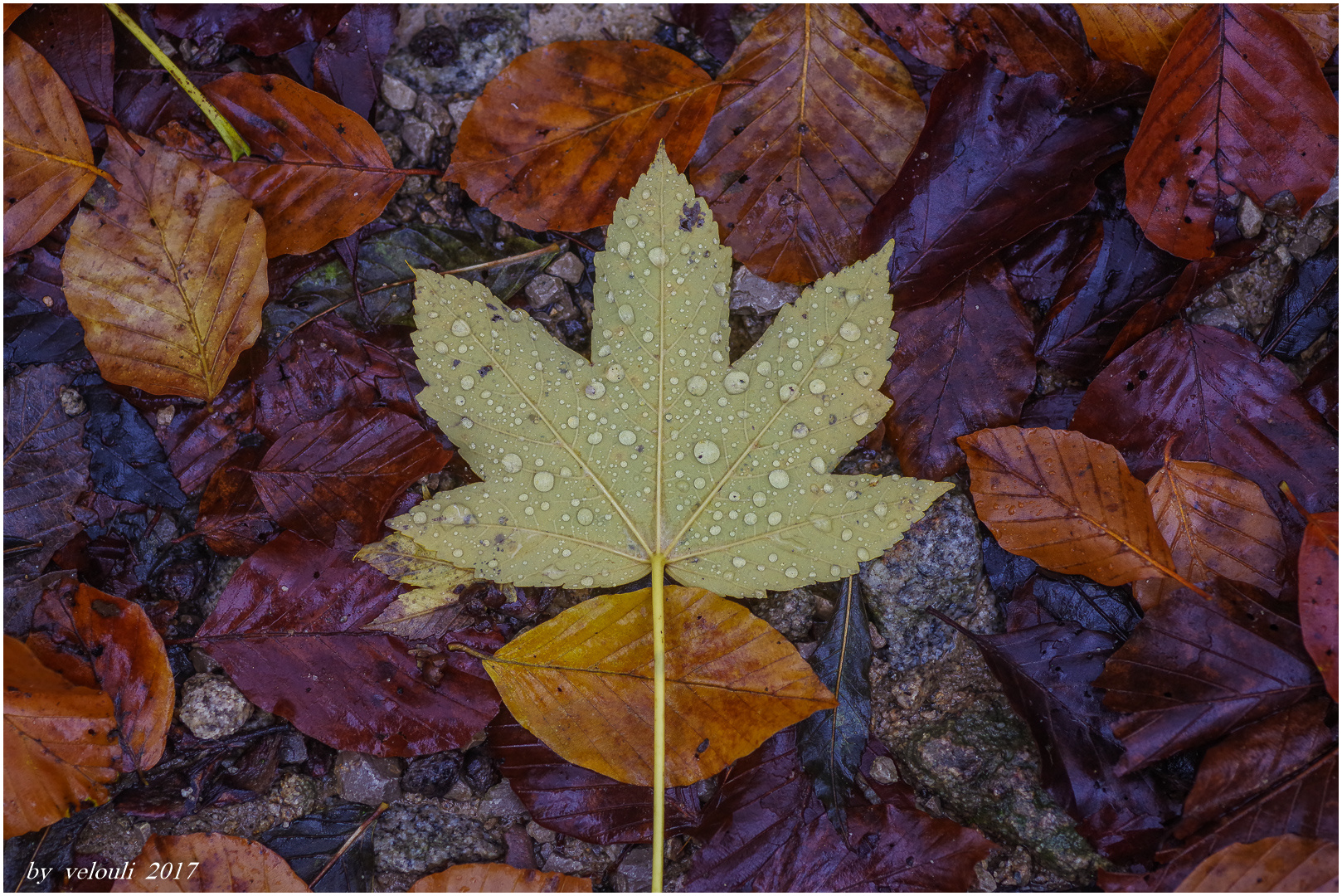 Herbstspaziergang heute 2