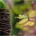 Herbstspaziergang heute3