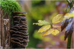 Herbstspaziergang heute3