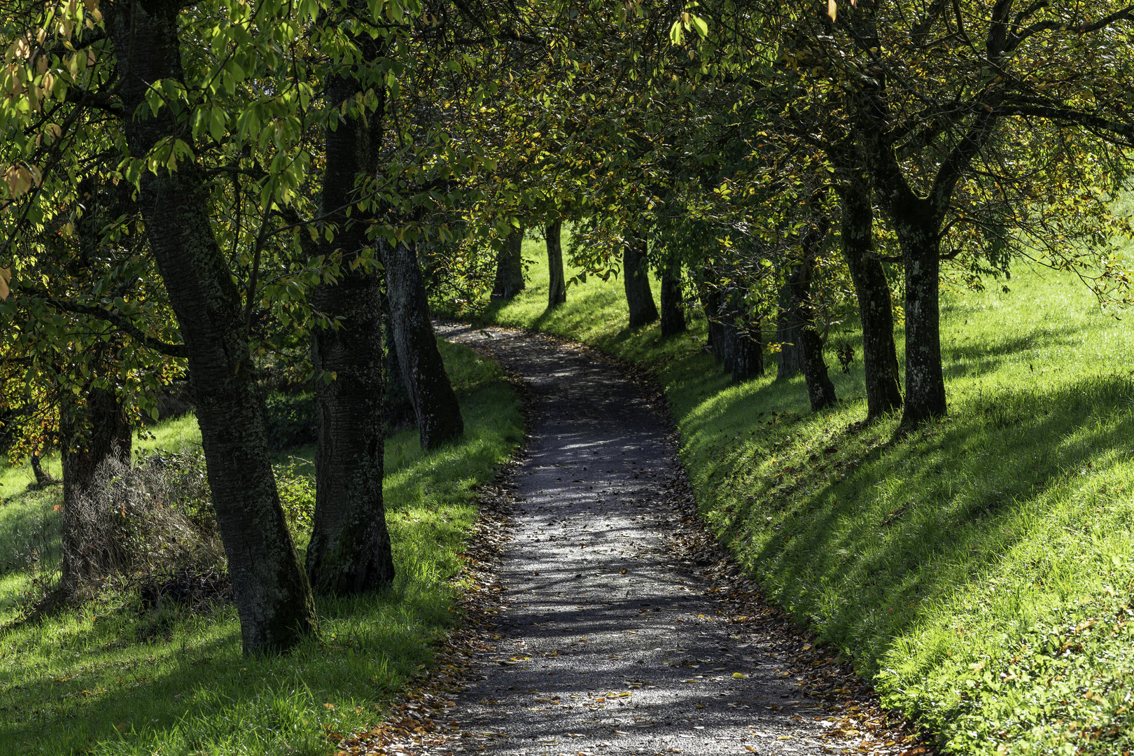 Herbstspaziergang II