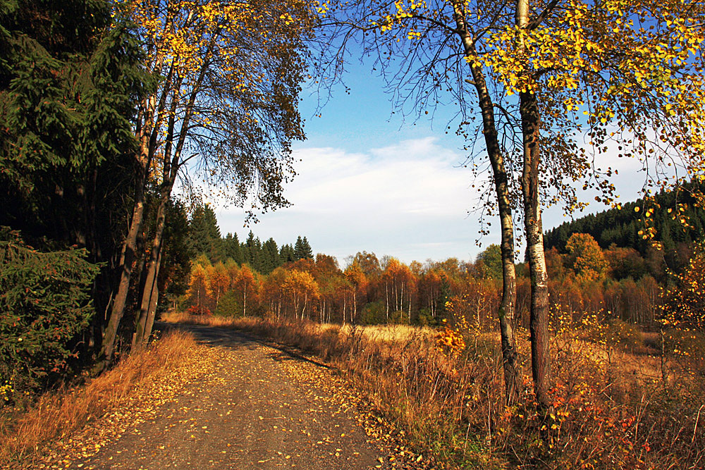 Herbstspaziergang II