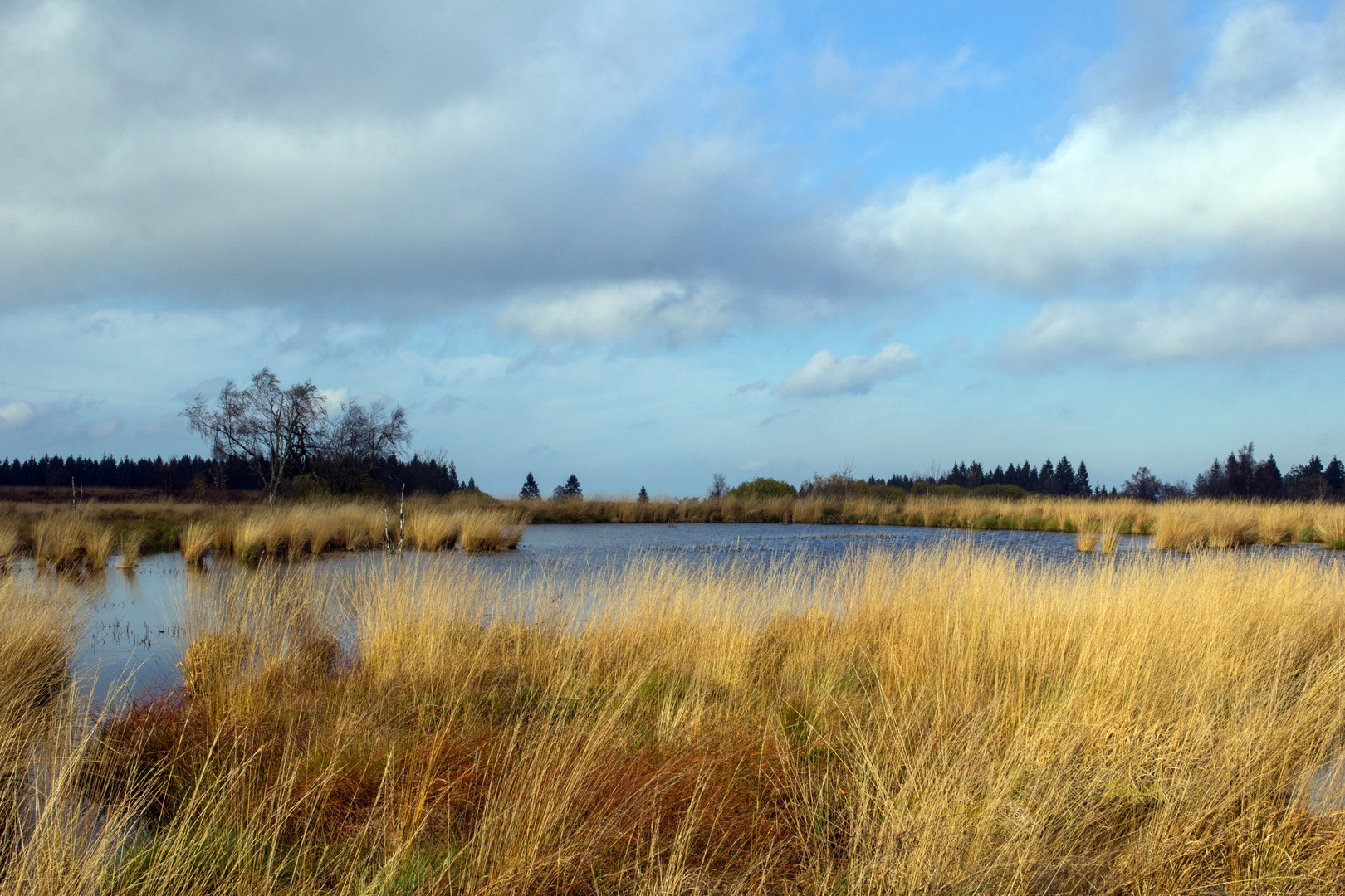 Herbstspaziergang im Brackvenn