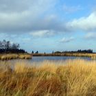 Herbstspaziergang im Brackvenn