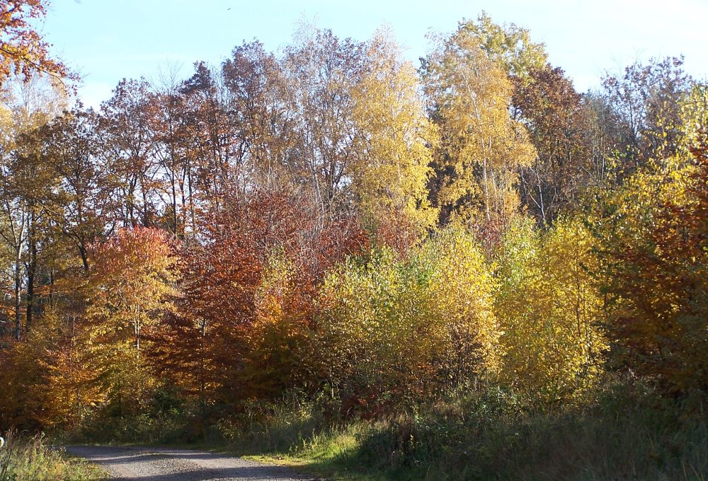 Herbstspaziergang im Harz