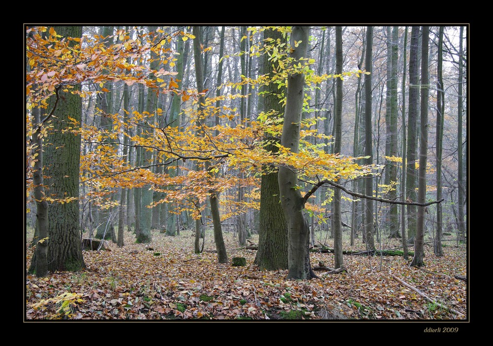 Herbstspaziergang im Irrhain