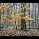 Herbstspaziergang im Irrhain