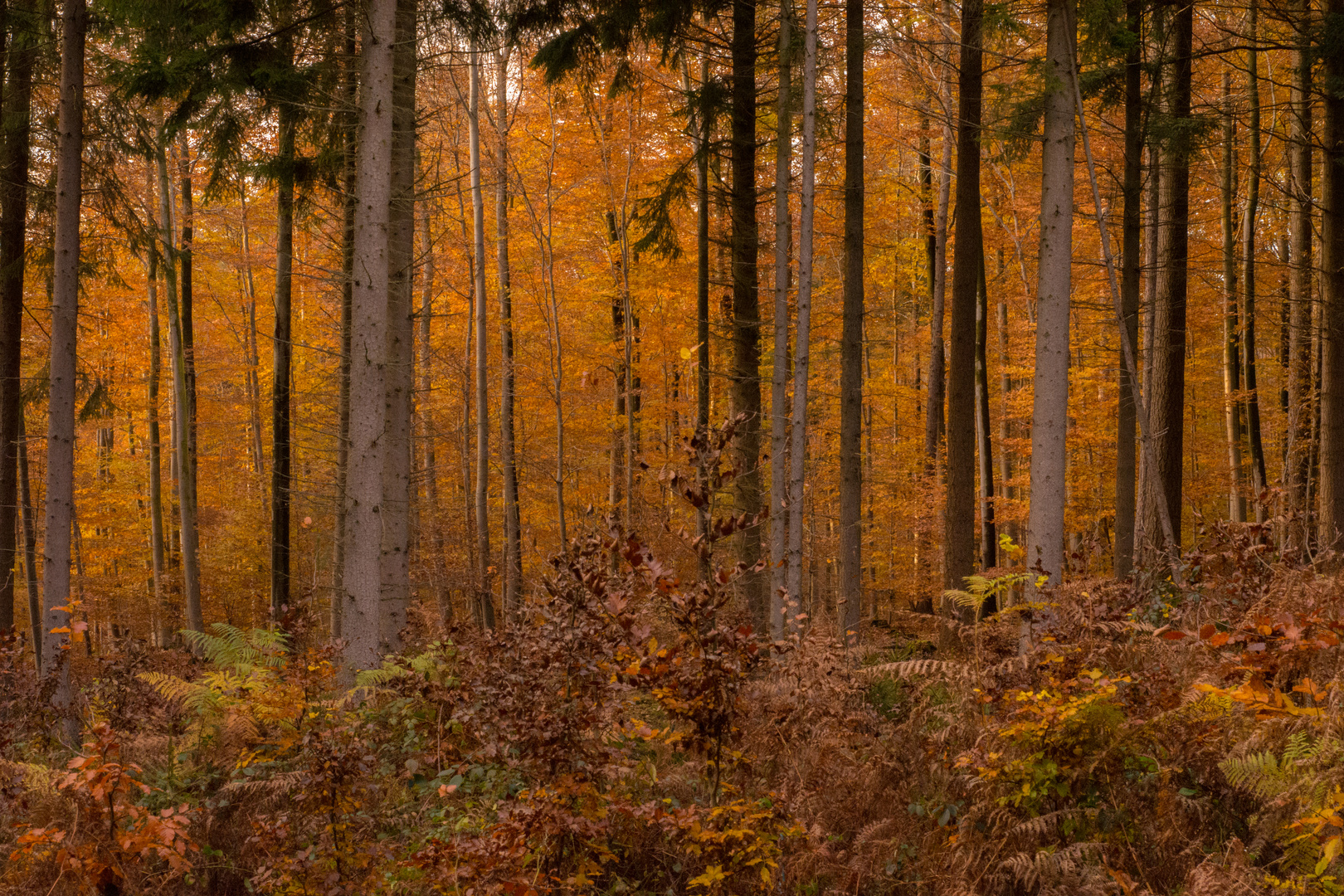 Herbstspaziergang im Königsforst