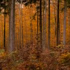 Herbstspaziergang im Königsforst