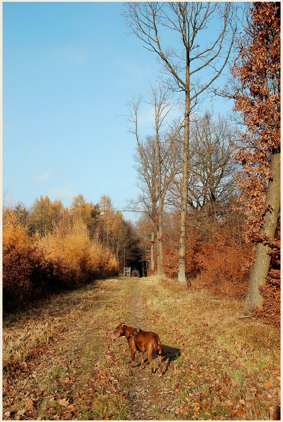 Herbstspaziergang im Kreuttal