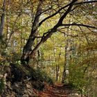 Herbstspaziergang im Mischwald 2