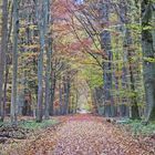 Herbstspaziergang im Mönchbruch