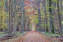 Herbstspaziergang im Mönchbruch