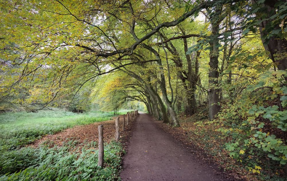 Herbstspaziergang im Neandertal