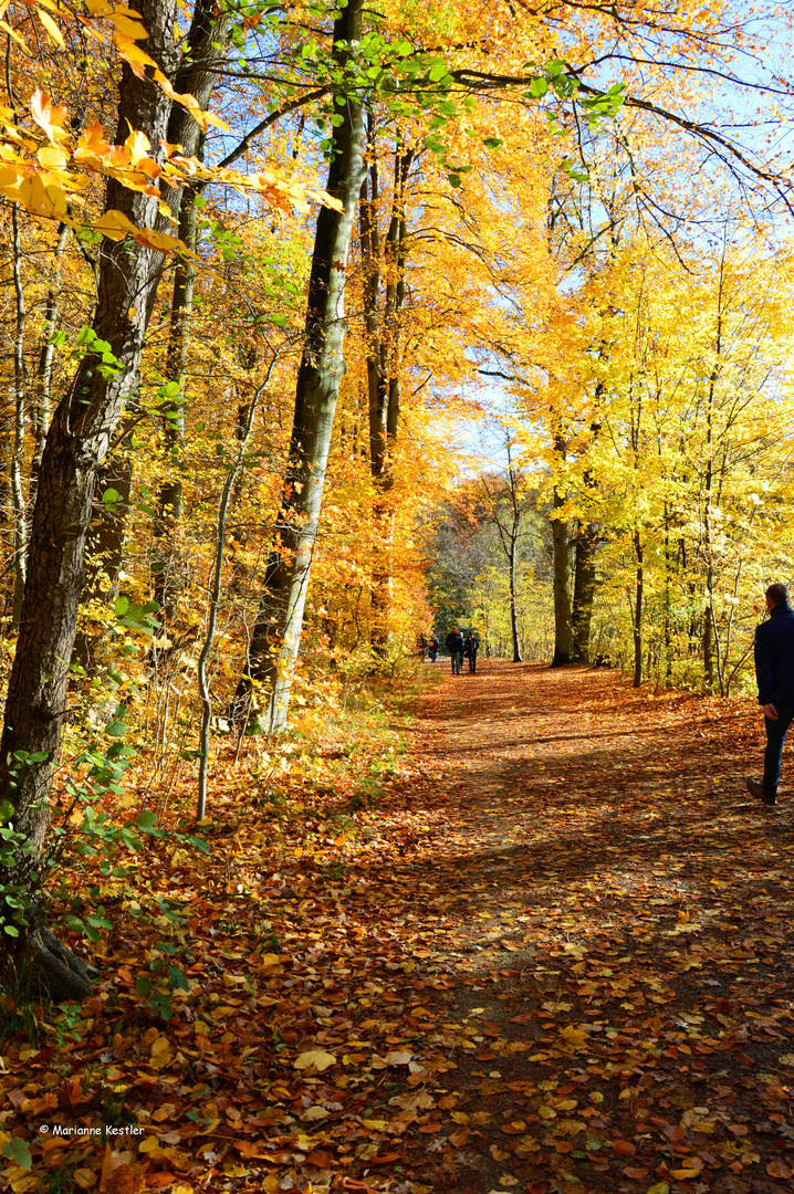 Herbstspaziergang im November