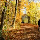 Herbstspaziergang im November