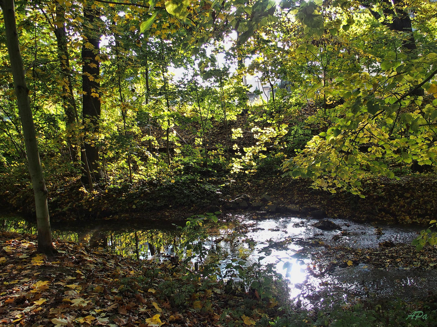 Herbstspaziergang im Park