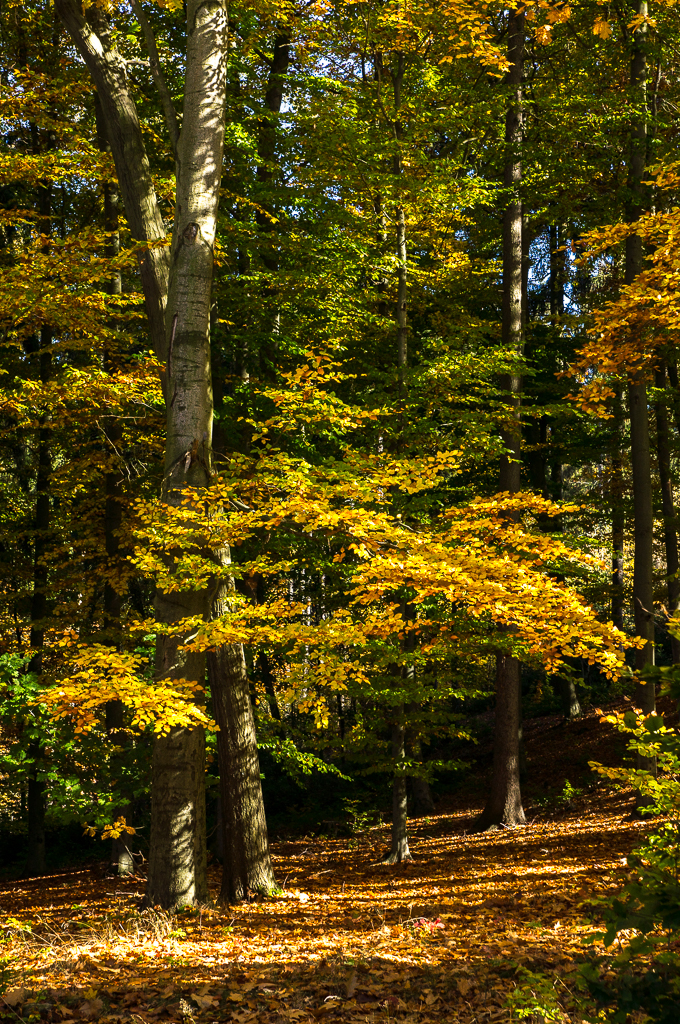 Herbstspaziergang im Reusaer Wald (Stadt Plauen)