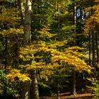 Herbstspaziergang im Reusaer Wald (Stadt Plauen)