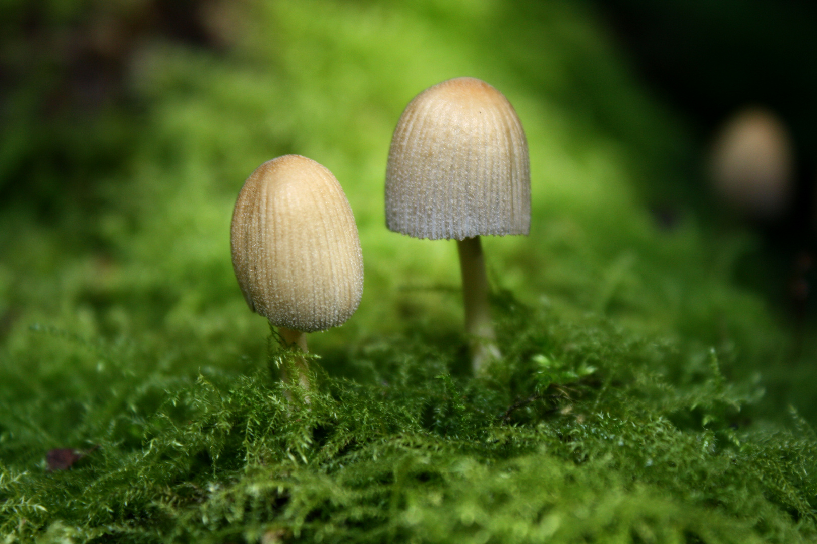 Herbstspaziergang im Wald