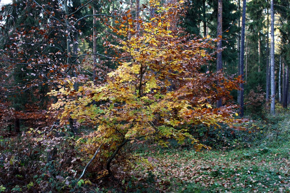 Herbstspaziergang im Wald