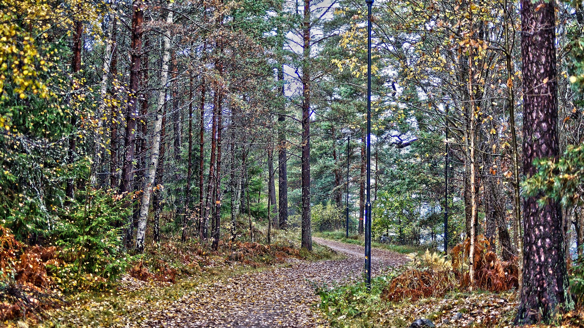 Herbstspaziergang im Wald