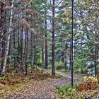 Herbstspaziergang im Wald