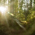 Herbstspaziergang im Wald