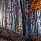 Herbstspaziergang im Wienerwald