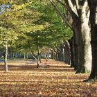 Herbstspaziergang in Bonn/Beuel