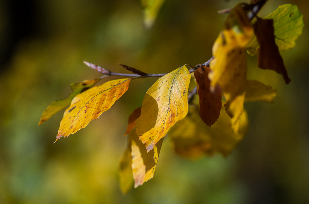 Herbstspaziergang in Chemnitz III