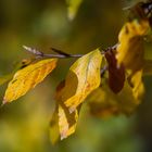 Herbstspaziergang in Chemnitz III