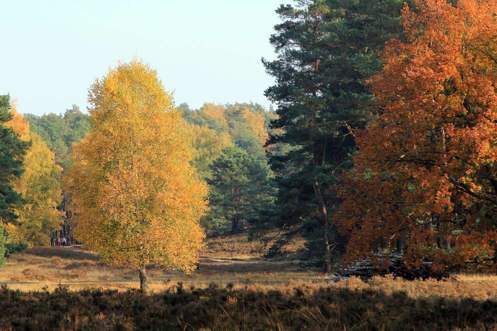 Herbstspaziergang in der Fischbeker Heide...