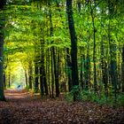 Herbstspaziergang in der Heide