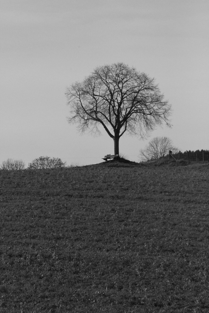 Herbstspaziergang in der Nähe von Attendorn-Dünschede/Niederhelden/Helden 2014