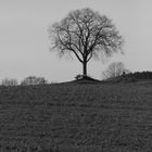 Herbstspaziergang in der Nähe von Attendorn-Dünschede/Niederhelden/Helden 2014