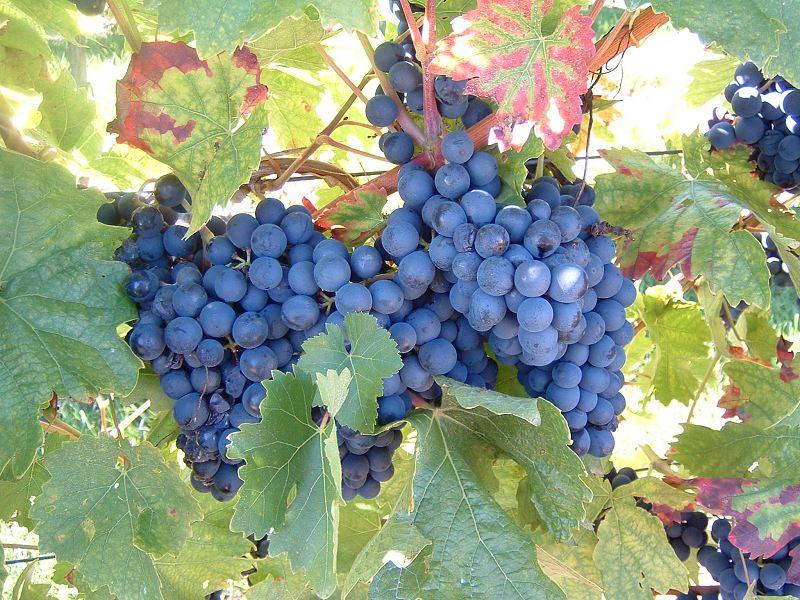 Herbstspaziergang in Pfälzer Weinbergen