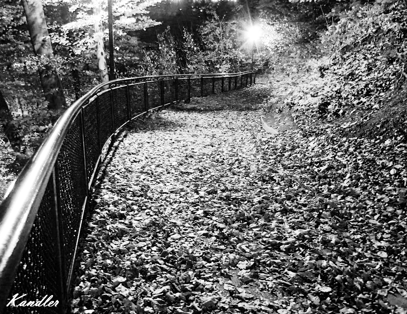 Herbstspaziergang in Schwarz - Weiß