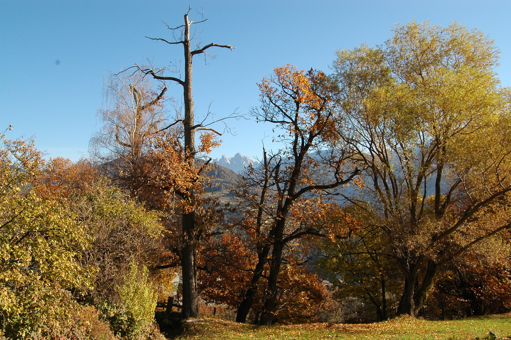 Herbstspaziergang in Südtirol 2