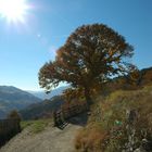 Herbstspaziergang in Südtirol