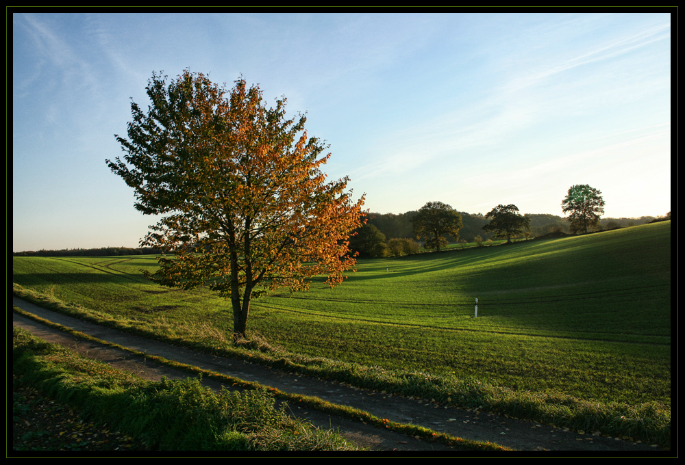 Herbstspaziergang IX