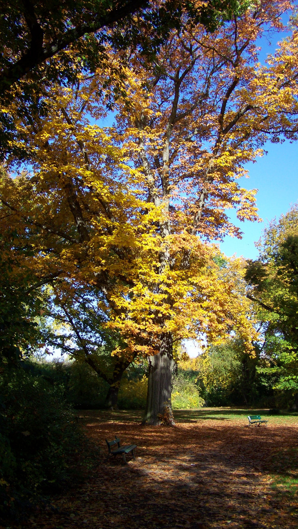 Herbstspaziergang / la promenade d'automne