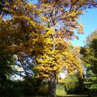 Herbstspaziergang / la promenade d'automne