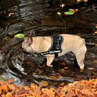 Herbstspaziergang mit Amy