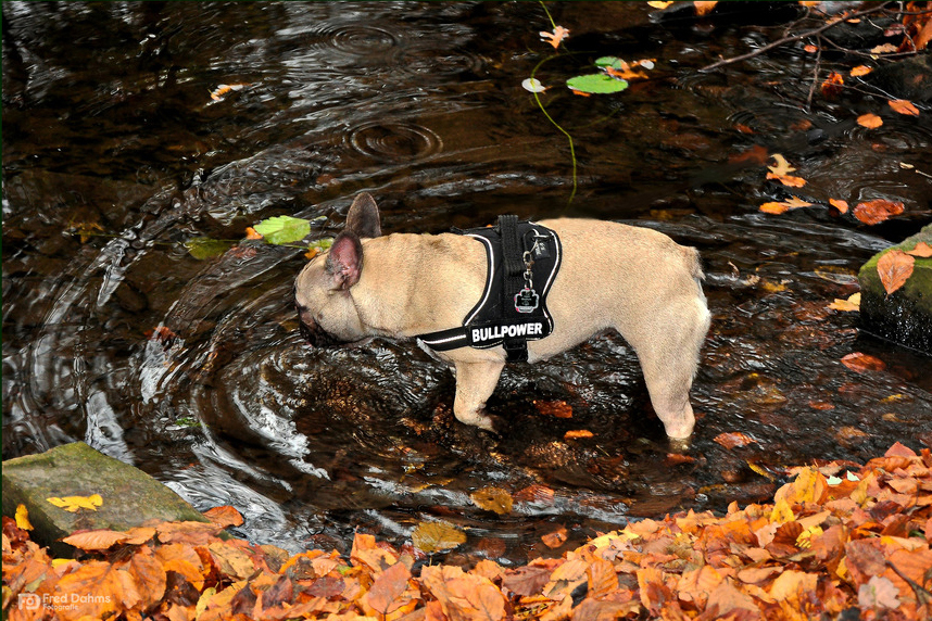 Herbstspaziergang mit Amy