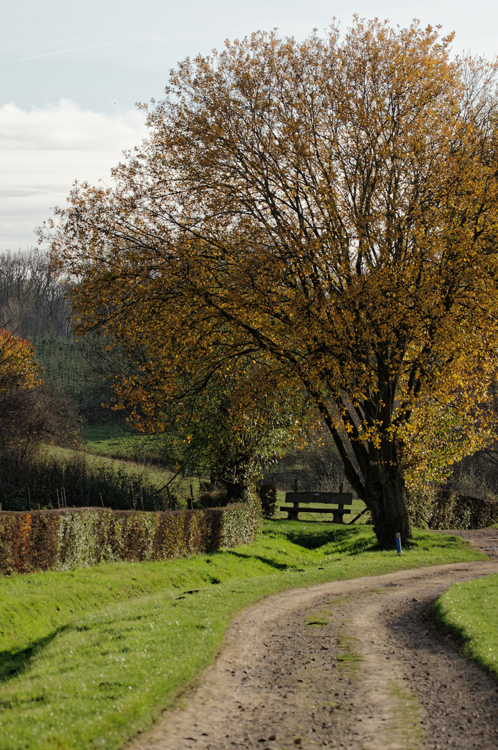 Herbstspaziergang mit Bank