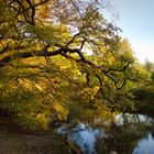 Herbstspaziergang mit dem neu erworbenem Lumix 12 - 35mm, f2,8