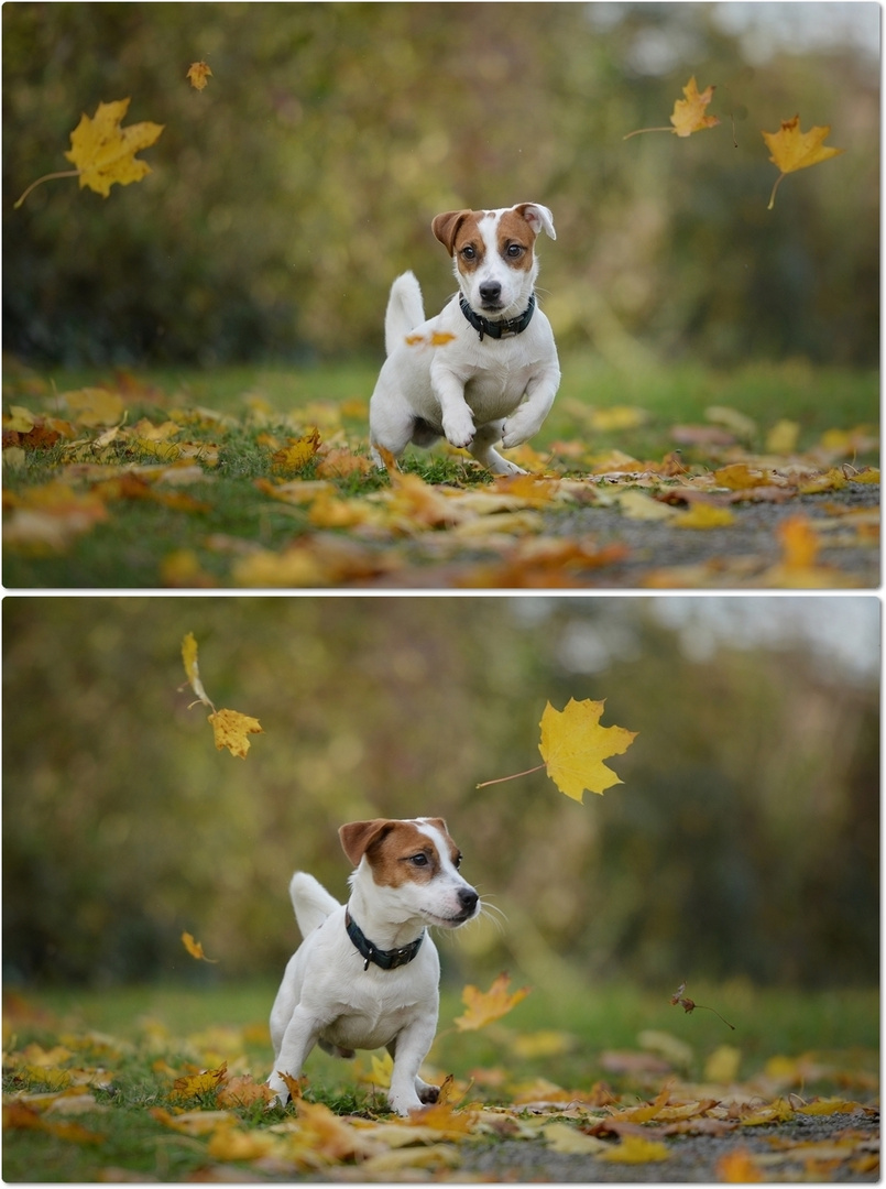 *Herbstspaziergang mit Gimli* (2)