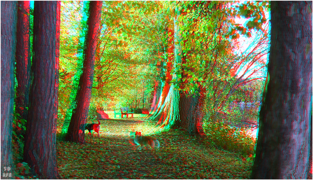 Herbstspaziergang mit Hunden (3D-Anaglyphe+MPO-Link)