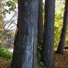 Herbstspaziergang mit Hunden (3D-X-View+MPO-Link)